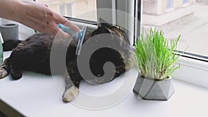 close-up of a female hand combing the wool of a domestic cat with a brush near the window, the cat eats grass. A woman