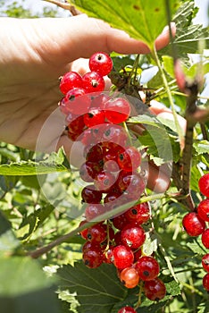 Female hand holding a bunch of red currant berries on a bush on a sunny day