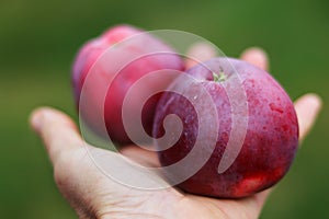 Pohľad zblízka na žena ruka držanie čerstvý jablko. a zelenina. poľnohospodári ruky čerstvo zozbierané jablká 