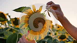 Close-up female hand holds sunflower flower and tears off flower petals one by one. Game of loves - does not love