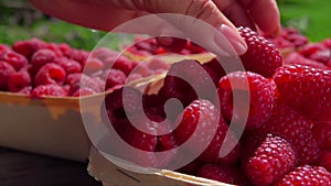 Close-up of female hand putting a juicy appetizing raspberry in the basket