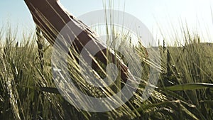 Close-up of a female hand touching wheat ears in a field