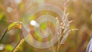 Close-up female hand touching wheat stem and leaving in sunshine. Closeup unrecognizable young Caucasian woman in autumn