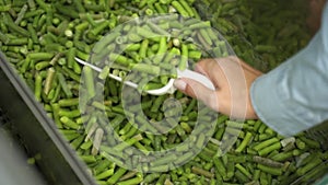 Close-up of a female hand using a scoop poured into a bag a green frozen string bean from a freezer container.