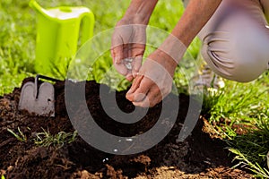 Close up of female hands enriching soil near just planted tree