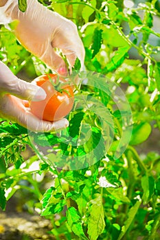 Close-up female hands of a farmer ripping a ripe tomato from a bush on a field.