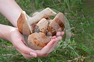 Close-up of female hands are holding mushrooms collected in the forest. Fresh, tasty, boletus. Healthy food concept