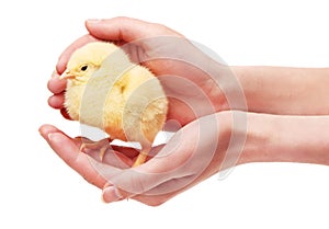 Close up of female hands holding small yellow chicken