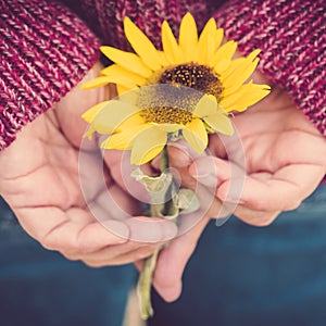 Close up of female hands holding a sun flower