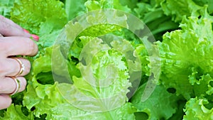 Close-up of female hands touching fresh leaves of green lettuce growing in the vegetable garden. Growing healthy greens for food.