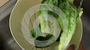 Close up of female hands washing lettuce. High quality