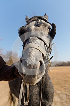 Close up of a female horse head with a horseman`s hand. Horse outside on a meadow at autumn