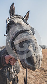 Close up of a female horse head with a horseman`s hand. Horse outside on a meadow at autumn