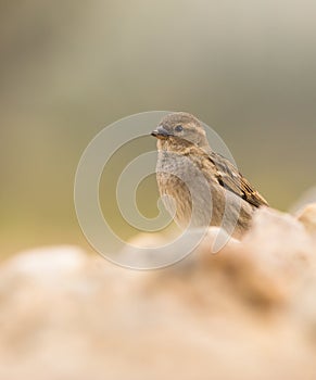 Close-up of female House Sparrow