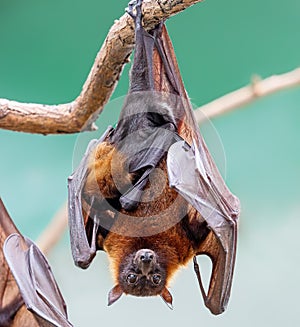 Close up of a female Indian flying fox with pup