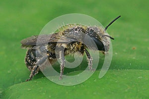 Close up of a female of the Jersey mason bee, Osmia niveata loaded with pollen