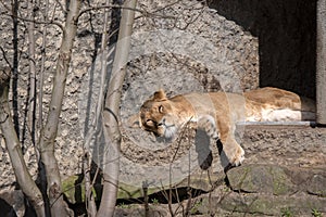 Close Up Of A Female Lion Lying At Artis Zoo Amsterdam The Netherlands 17-3-2023