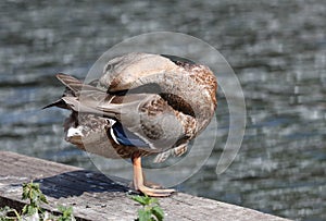 Close up of a female Mallard Duck