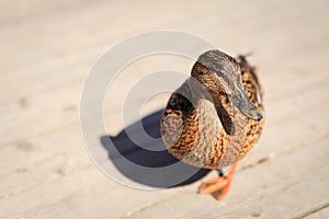 Close-up of female Mallard duck, Anas platyrhynchos