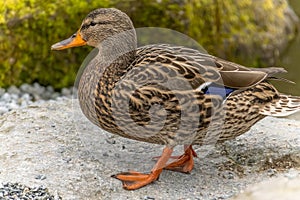 A close-up of a female mallard duck as she gracefully traverses a garden