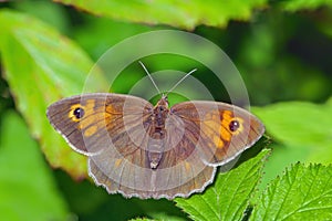Meadow Brown butterfly - Maniola jurtina resting on a bramble leaf. photo