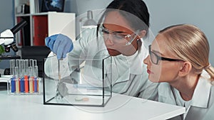 Close-up of female mixed race scientists making experiment with hamster by dropping it a doze of special liquid