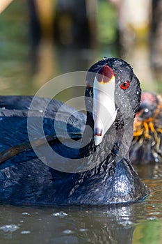 A close up female mother American coot Fulica americana, also known as a mud hen, is a bird of the family Rallidae swimming and photo