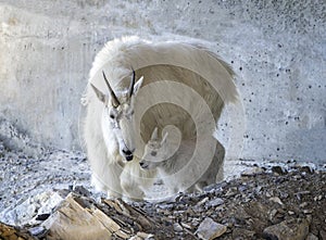 Close up of female mountain goat with young kid in Jasper National Park, Alberta, Canada