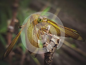 Close up of Female Neurothemis terminata