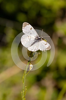 Close up of a female Orange Tip Anthocharis cardamines butterfly with blurred background