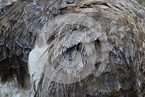 Close Up of Female Ostrich Feathers/Plumage