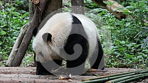 Close up female panda, Bei Chuan, China