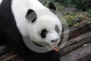 Close up female panda in China