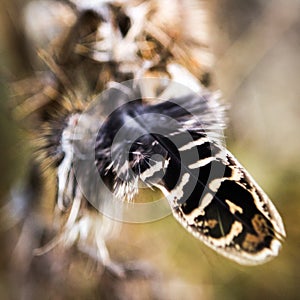 Close up of female pheasant feather, Aviemore, Scotland, United Kingdom