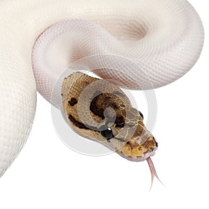 Close-up of Female Pied Spider Royal python
