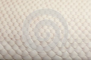 Close-up of Female Pied Spider Royal python