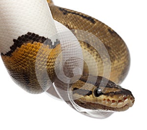 Close-up of Female Pinstripe Pied Royal python