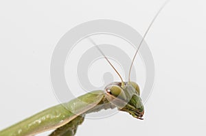 Close up of female praying mantis