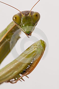 Close up of female praying mantis