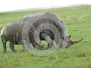 A close up of a female rhino / rhinoceros and her calf