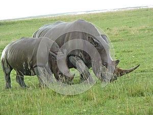 A close up of a female rhino / rhinoceros and her calf photo