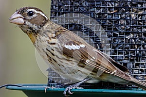 Close up of a female Rose-breasted Grosbeak perched on a bird feeder