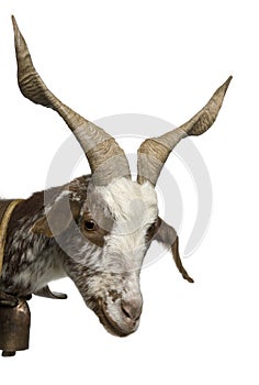 Close-up of female Rove goat, 3 years old