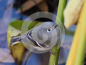 Close Up of a Female Ruby-Crowned Kinglet Perched on a Twig and Photographed From Above