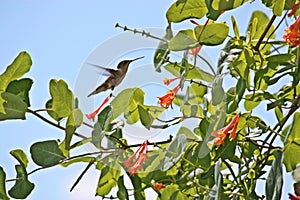 Close Up of an Female Ruby Throated Humminbird Hovering Over a Honeysuckle Flowering Vine