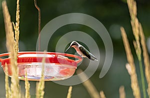 A Female Ruby-Throated Hummingbird Sitting at a Feeder Behind Karl Foerster Seed Heads  2