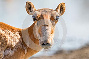 Saiga antelope or Saiga tatarica drinks in steppe photo