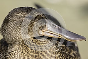 Close up of female Shoveler (shoveller) duck