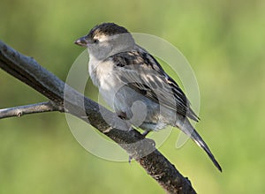 Close up of Female Sind Sparrow Sitting on Branch photo