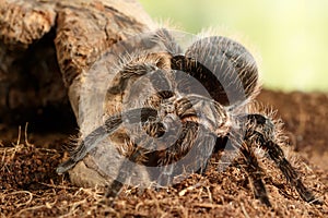 Close-up of female of spider tarantula  Brachypelma albopilosum on the snag on green leaves background